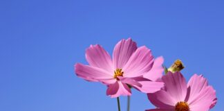 Czy kwiatki są jadalne?